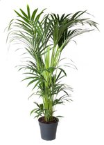 Goed & Groen - Howea Forsteriana (kentia) - Kentia Palm - XL -↨ 160cm - Potmaat 27 - Exclusieve Kwaliteit Planten - Kamer Plant - Kamerplanten - Sfeer - Interieur