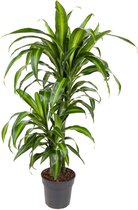 Dracaena Hawaiian (Dracaena Hawaiian) – Hoogte: 85 cm – Kamerplant van Botanicly