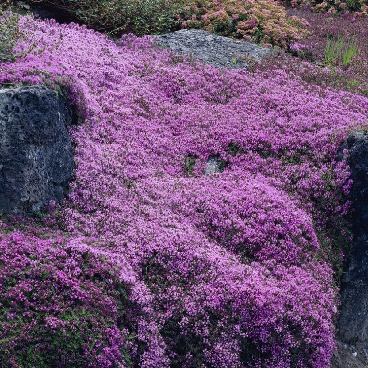 12 x Kruiptijm of Kruipend Tijm Roze|Paars - Bodembedekker Wintergroen - Thymus praecox 'Coccineus' in 9x9cm pot met hoogte 5-10cm