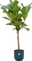 Trendyplants - Ficus Lyrata stam inclusief elho Vibes Fold Round blauw - 160 cm - Ø30cm