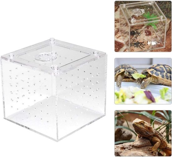 Mangeoire en plastique pour amphibiens et reptiles, terrarium pour