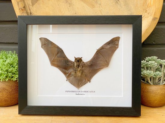 Lijst met echte vleermuis "Pipistrellus Imbricatus" opgezet - taxidermie - entomologie