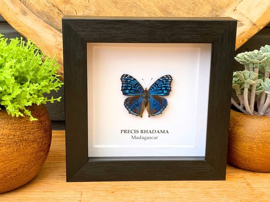 Lijst met opgezette vlinder " Precis Rhadama " - taxidermie - entomologie