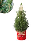 Fresh from Nature - Kleine Kerstboom in Xmas Bag Rood - echte kerstboom - ca. 70 cm hoogte - Picea glauca Conica - Kerstmis