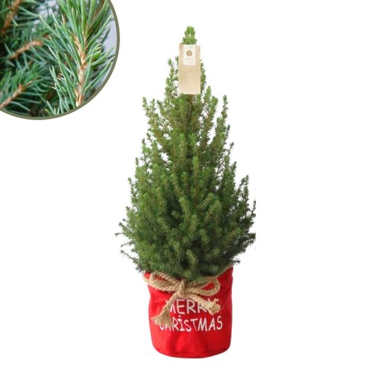 Foto: Fresh from nature kleine kerstboom in xmas bag rood echte kerstboom ca 70 cm hoogte picea glauca conica kerstmis