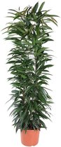 Goed & Groen - Ficus Alii King (zuil) - Rubberboom - XL -↨ 150cm - Potmaat 29 - Exclusieve Kwaliteit Planten - Kamer Plant - Kamerplanten - Sfeer - Interieur