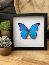 Lijst met echte opgezette Morpho Didius vlinder - Taxidermie - entomologie