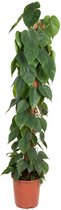 Goed & Groen - Philodendron scandens (mosstok) - XL -↨ 150cm - Potmaat 27 - Exclusieve Kwaliteit Planten - Kamer Plant - Kamerplanten - Sfeer - Interieur