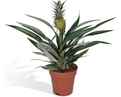 Hello Plants Bromelia Ananasplant - Ø 12 cm - Hoogte: 30 cm - Kamerplant