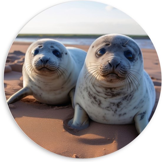 PVC Schuimplaat Muurcirkel - Zeehonden - Strand - Dieren - Water - Zand - 60x60 cm Foto op Muurcirkel (met ophangsysteem)