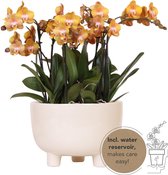 Kolibri Orchids | oranje plantenset in Gummy dish incl. waterreservoir | drie oranje orchideeën | Mono Bouquet oranje met zelfvoorzienend waterreservoir