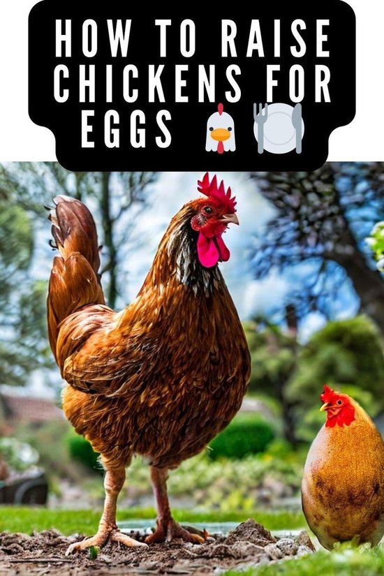 How to Raise Chickens For Eggs and Meat (ebook), TravelMagma