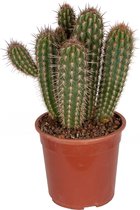 Cactus – Pilosocereus Gounelii (Pilosocereus Gounelii) met bloempot – Hoogte: 50 cm – van Botanicly