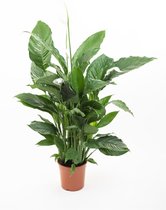 Groene plant – Lepelplant (Spathiphyllum Sweet Sebastiano) met bloempot – Hoogte: 110 cm – van Botanicly
