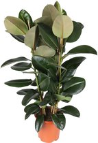 Groene plant – Rubberboom (Ficus Elastica Robusta) met bloempot – Hoogte: 110 cm – van Botanicly
