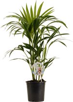 Kentiapalm – Kentia Palm (Kentia Palm) met bloempot – Hoogte: 80 cm – van Botanicly
