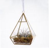 WinQ- Terrarium Piramide goud/glas 13.5x13.5x21cm- voorzijde open- incl. plant en koord