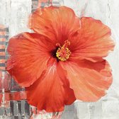 Sestillo Enrico - Hibiscus II Impression d'Art 70x70cm