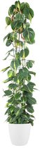 Goed & Groen - Philodendron scandens 'Brasil' (zuilvorm) (in ELHO Brussels Rond Wit) - XL -↨ 160cm - Potmaat 27 - Exclusieve Kwaliteit Planten - Kamer Plant - Kamerplanten - Sfeer - Interieur
