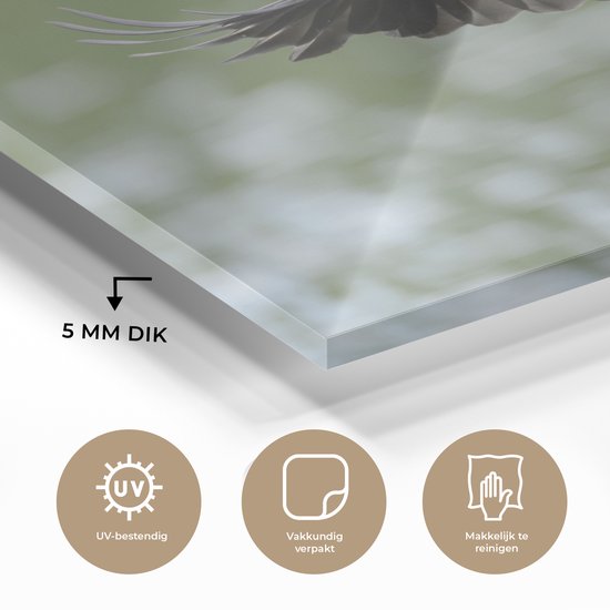 Ailes déployées du corbeau à capuchon Plexiglas 180x120 cm - Tirage photo sur Glas (décoration murale plexiglas) XXL / Groot format!