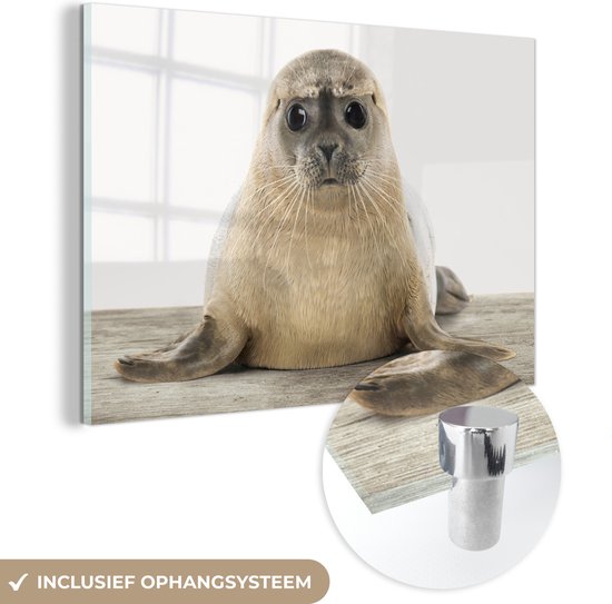 MuchoWow® Peinture sur verre 60x40 cm - Peinture sur verre acrylique - Sceau - Animaux - Enfant - Garçons - Filles - Enfants - Photo sur verre - Peintures