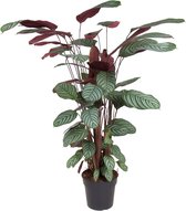 Goed & Groen - Calathea Oppenheimiana - XL -↨ 130cm - Potmaat 27 - Exclusieve Kwaliteit Planten - Kamer Plant - Kamerplanten - Sfeer - Interieur