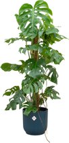 Monstera (Monstera Pertusum) met bloempot – Hoogte: 120 cm – van Botanicly