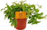 Groene plant – Roodsteelpeperomia (Peperomia angulata rocca scuro) – Hoogte: 15 cm – van Botanicly