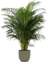 Goudpalm – Goudspalm (Dypsis Lutescens Areca palm) met bloempot – Hoogte: 155 cm – van Botanicly