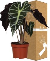 Alocasia – Olifantsoor (Alocasia) – Hoogte: 30 cm – van Botanicly
