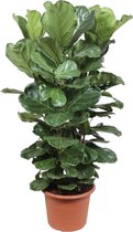 Groene plant – Vioolplant (Ficus Lyrata) – Hoogte: 180 cm – van Botanicly