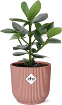 Groene plant – Varkensboom (Clusia Princess) met bloempot – Hoogte: 20 cm – van Botanicly