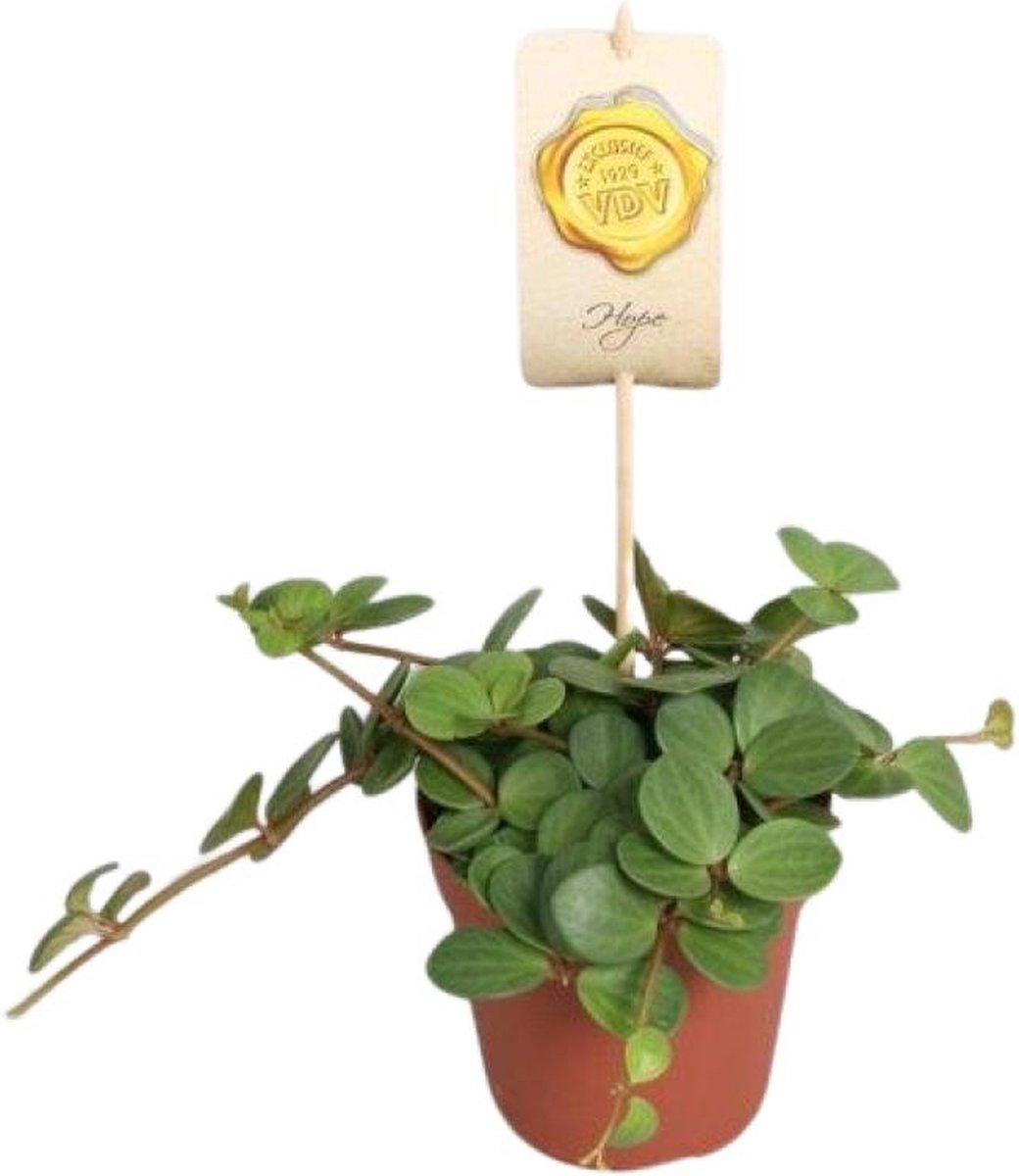 BOTANICLY Vetplant – Dwergpeper (Peperomia Hope) – Hoogte: 15 cm – van