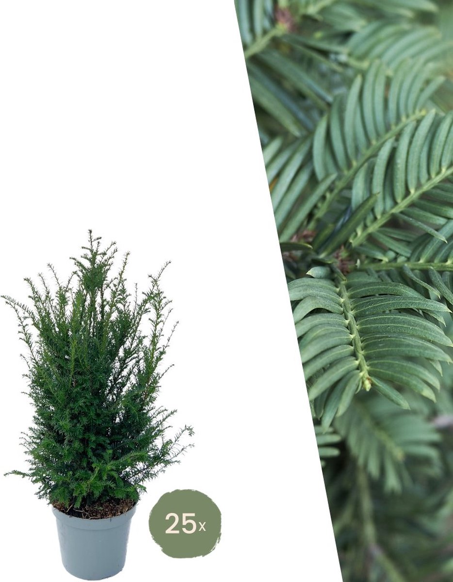 Plants by Frank | 25 grote taxus planten voor 10 strekkende meter haag | ↨ 80-100 cm in 12 liter pot | Taxus baccata | haagplanten | haagplanten winterhard | haagplanten