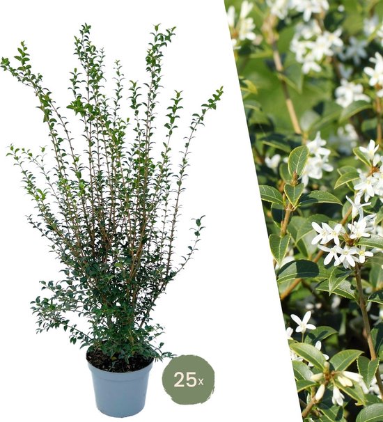 Plants by Frank | 25 grote Schijnhulst planten voor 10 strekkende meter haag | ↨ 100-125 cm in 12 liter pot | Osmanthus x Burkwoodii | haagplanten | winterharde haagplanten | haagplanten