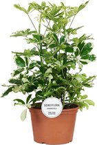 Groene plant – Vingersboom (Schefflera) – Hoogte: 55 cm – van Botanicly