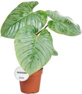 Groene plant – Philodendron (Philodendron) – Hoogte: 45 cm – van Botanicly