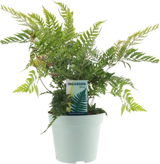 Dryopteris – Erythrosora – Herfstvaren – Hoogte 40 cm