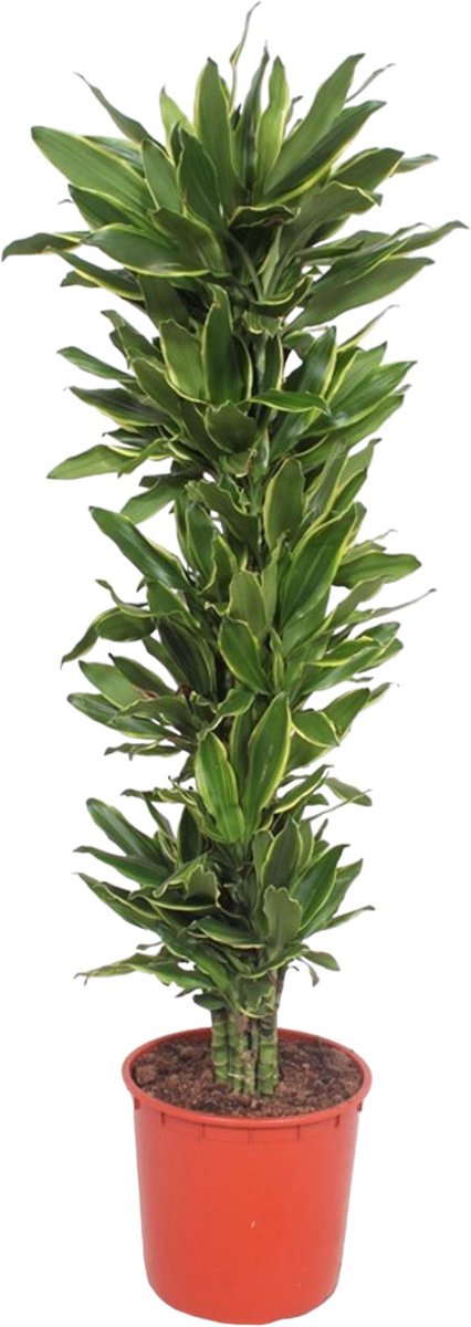 BOTANICLY Groene plant – Drakenboom (Dracaena Golden Coast) – Hoogte: 200 cm – van