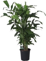 Kamerpalm – Zachte Vinnetjespalm (Caryota mitis) – Hoogte: 120 cm – van Botanicly