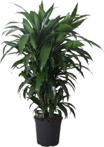 Groene plant – Drakenboom (Dracaena derem. Janet Craig) – Hoogte: 120 cm – van Botanicly