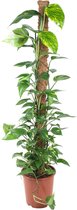 Groene plant – Epipremnum Pinnatum (Epipremnum Pinnatum) – Hoogte: 150 cm – van Botanicly