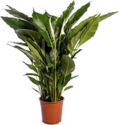 Groene plant – Lepelplant (Spathiphyllum Sweet Sebastiano) – Hoogte: 110 cm – van Botanicly
