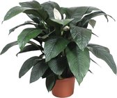 Groene plant – Lepelplant (Spathiphyllum Sensation) – Hoogte: 140 cm – van Botanicly