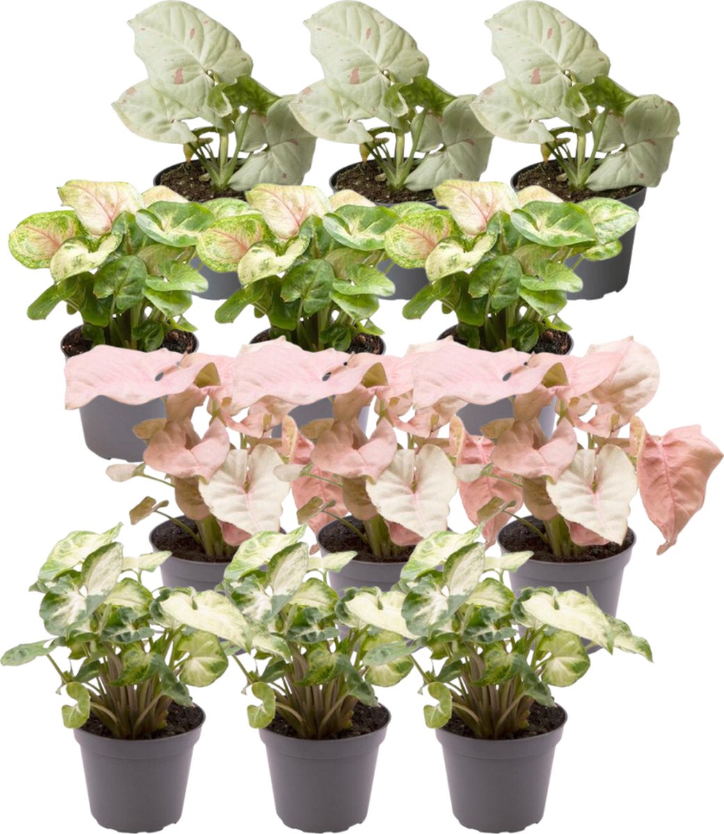BOTANICLY Groene plant – Neonklimop (Syngonium Mix) – Hoogte: 15 cm – van
