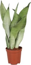 Vetplant – Vrouwentongen (Sansevieria Trifasciata Moonshine) – Hoogte: 30 cm – van Botanicly