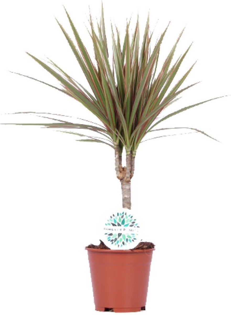 BOTANICLY Groene plant – Drakenboom (Dracaena Bicolor) – Hoogte: 55 cm – van