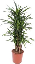 Groene plant – Anita Variegata (Dracaena Riki) – Hoogte: 140 cm – van Botanicly