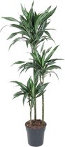 Kamerpalm – Drakenboom (Dracaena Ulises) – Hoogte: 150 cm – van Botanicly