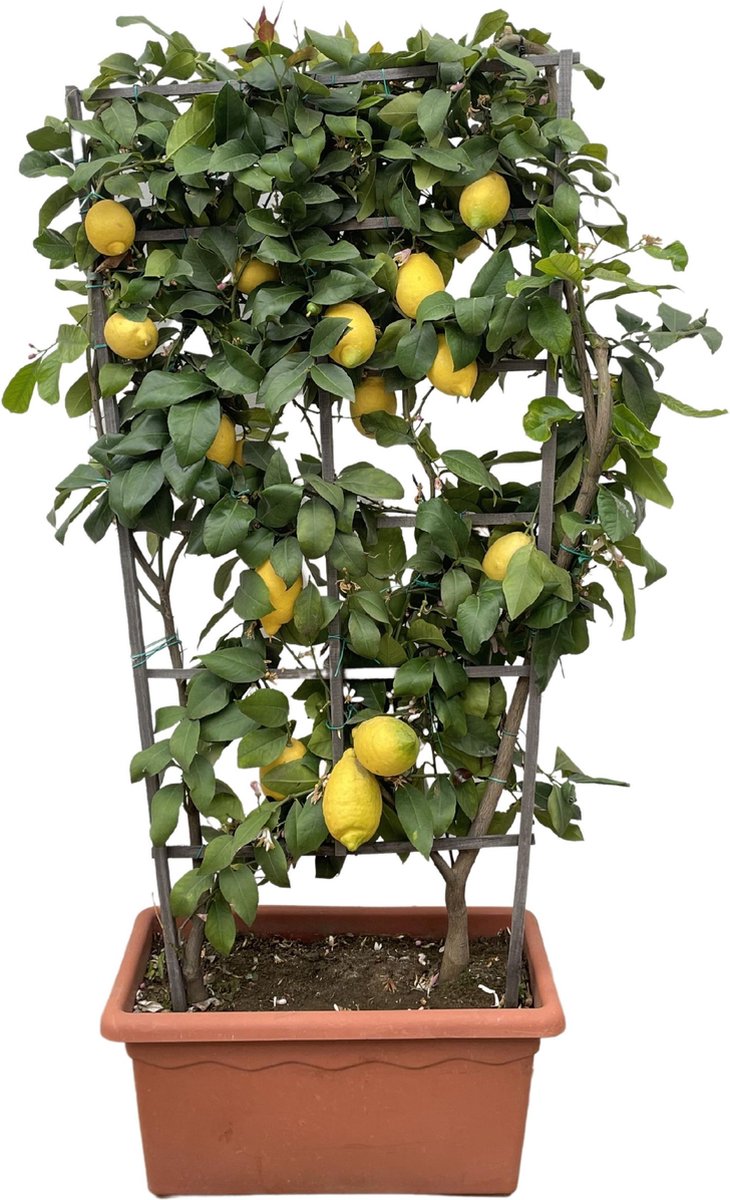 BOTANICLY Fruitboom – Citroenboom (Citrus Lemon) – Hoogte: 160 cm – van